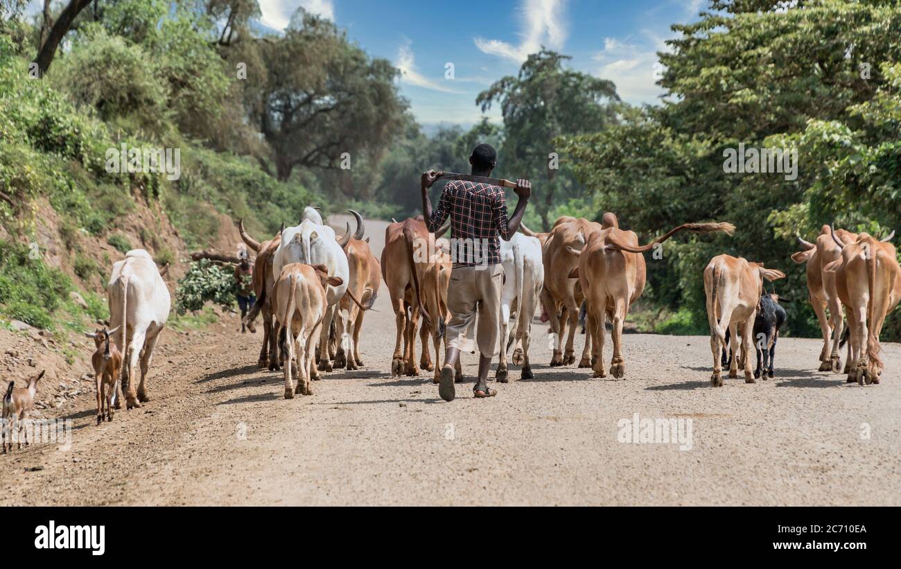 Omo valley, Ethiopia - September 2017: Cows and cattle in the Omo Valley of Ethiopia Stock Photo