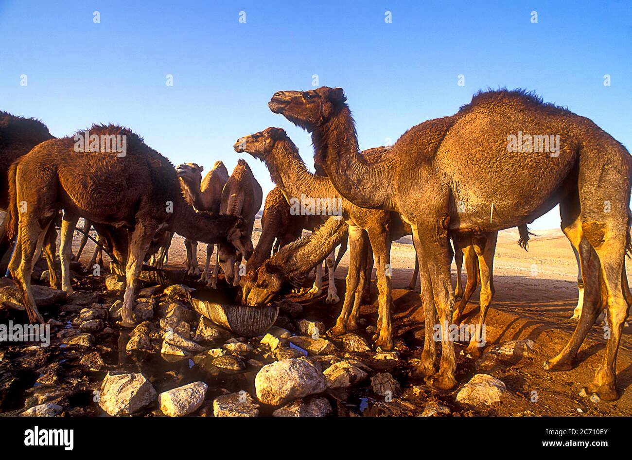 Bedouin herd hi-res stock photography and images - Alamy