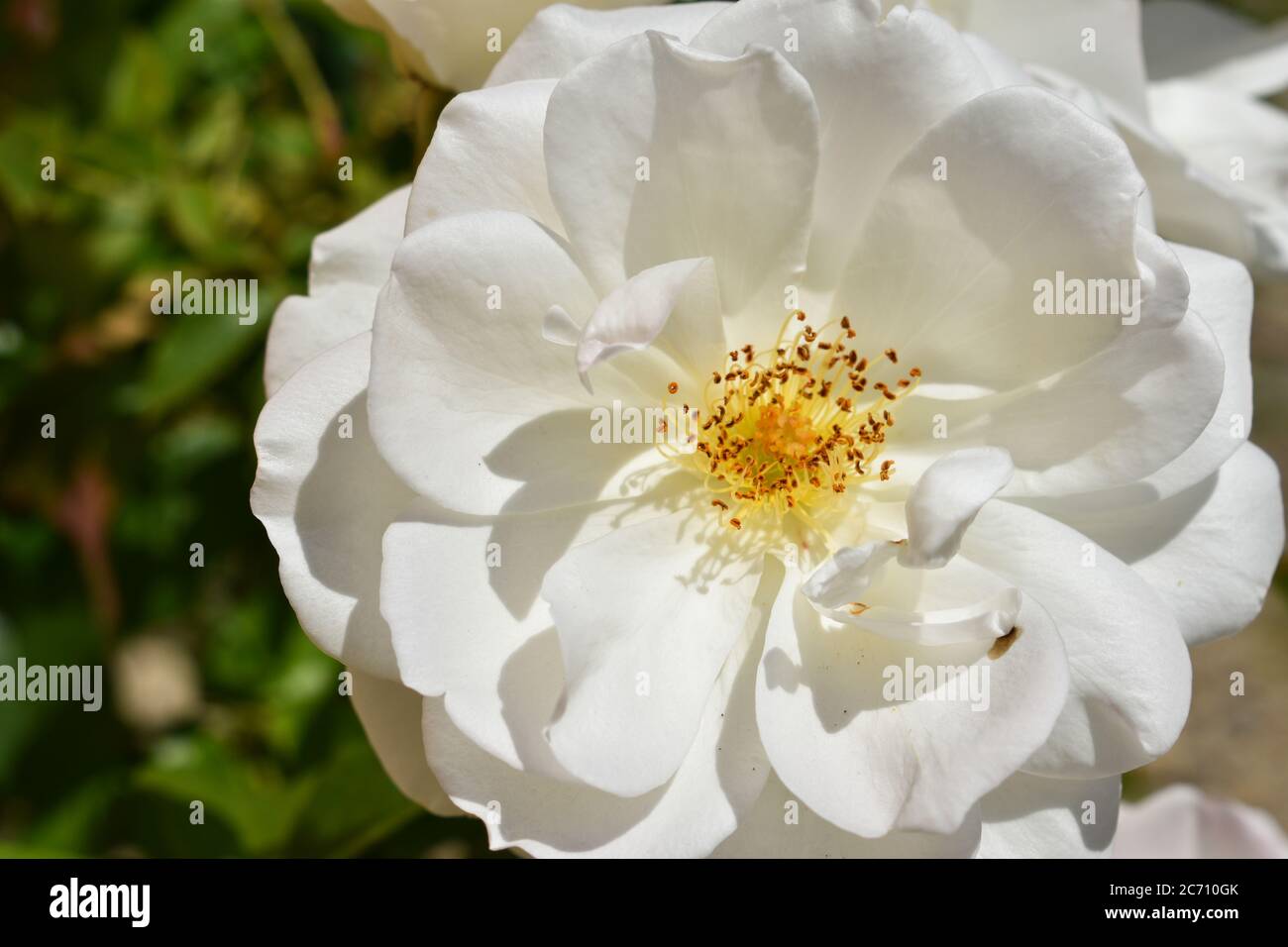 White rose growing plant close up hi-res stock photography and images ...