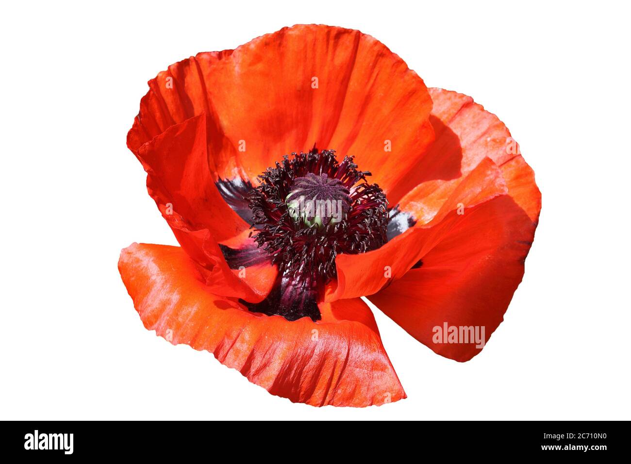Oriental red poppy flower plant cut out on and isolated on a white background Stock Photo