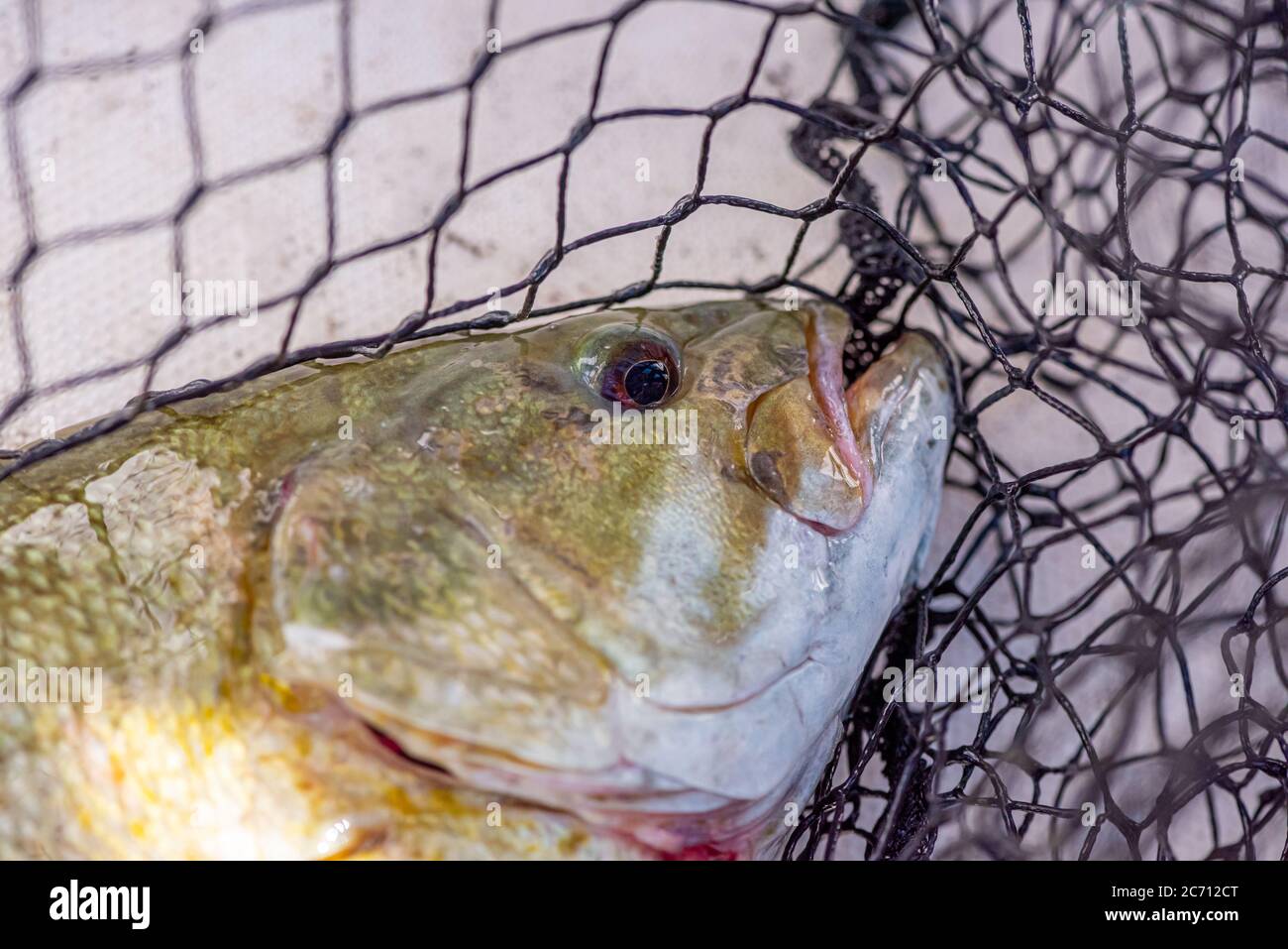 https://c8.alamy.com/comp/2C712CT/closeup-of-a-smallmouth-bass-micropterus-dolomieu-with-fishing-net-in-background-2C712CT.jpg