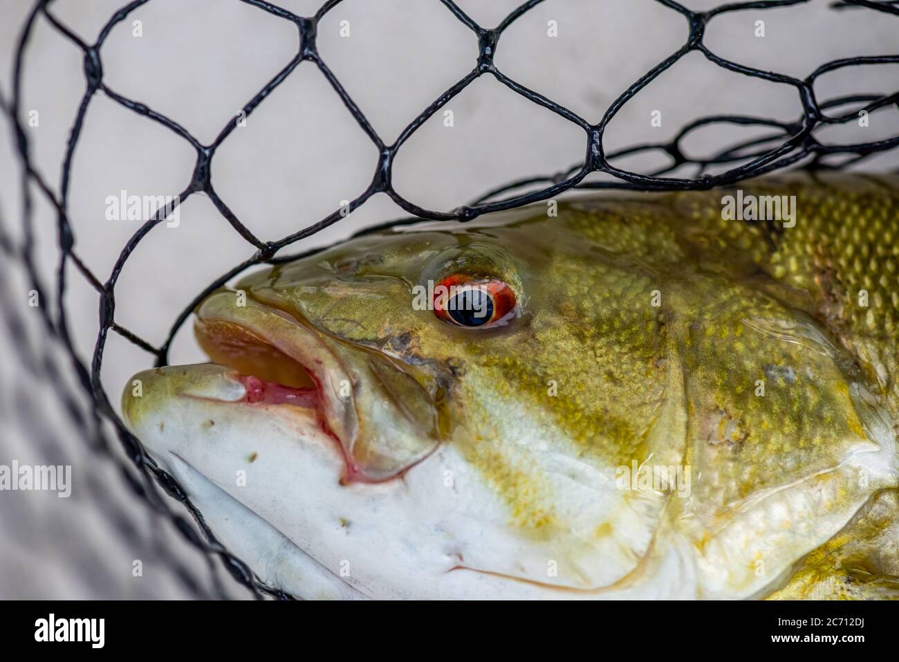 Closeup of a smallmouth bass (Micropterus dolomieu) with fishing net in background. Stock Photo