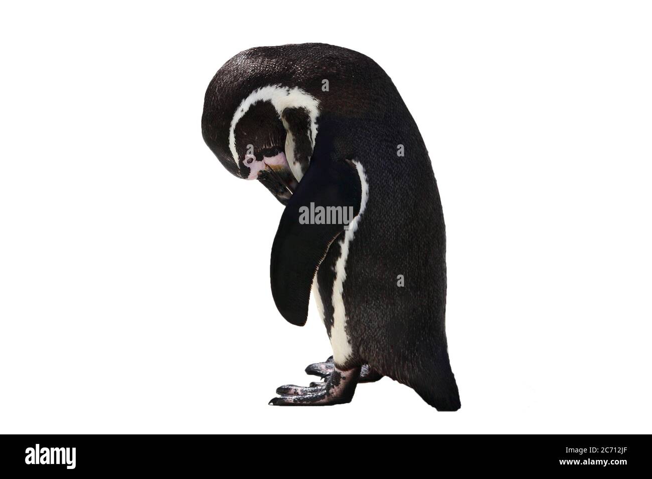 Penguin bird looking sad and lonely cut out on and isolated on a white background Stock Photo