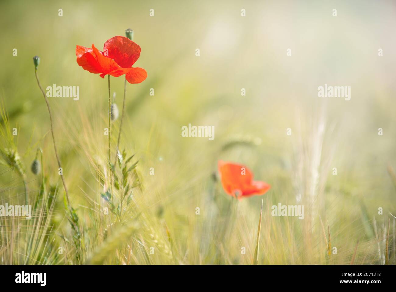 Red poppy flowers and oat plants in summer field with sun, blurred nature background Stock Photo