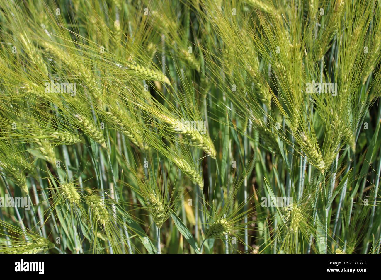 Picture of rye hi-res stock photography and images - Alamy