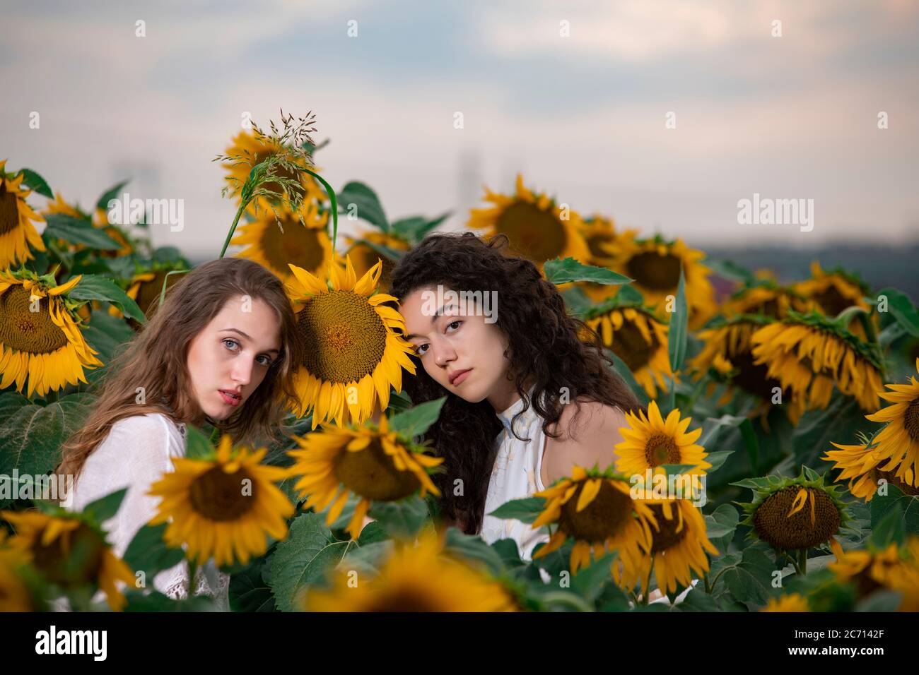 Beautiful young girls posing at sunset in a sunflower field Stock Photo ...