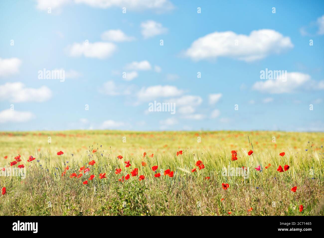 Red poppy flowers field against the blue sky with clouds in summer ...