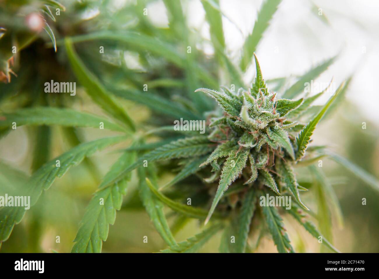 Cannabis flower (Cannabis sativa). Cannabis contains a group of chemicals called cannabinoids, which produce a relaxing narcotic effect when consumed. Stock Photo