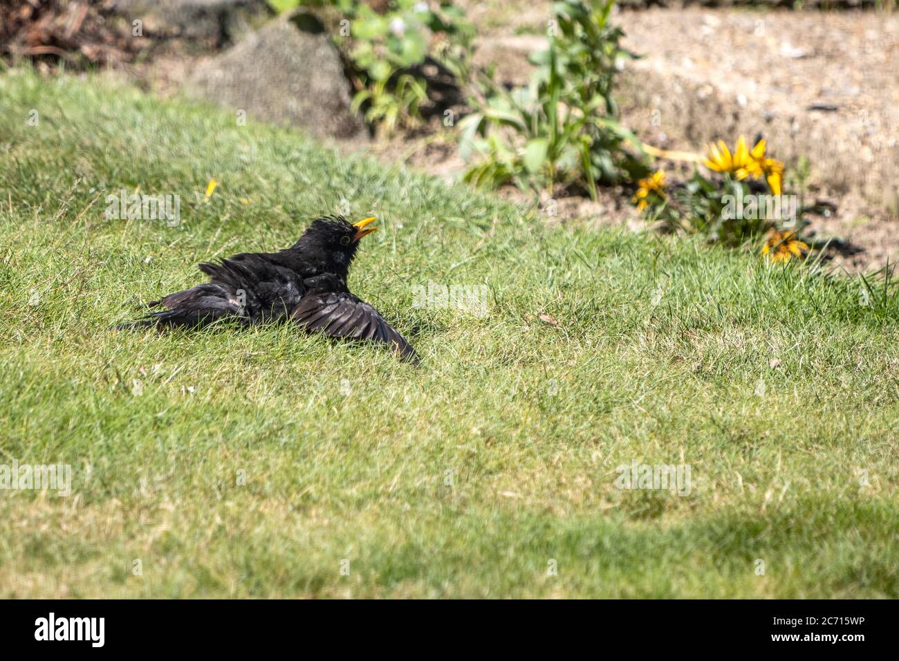 Blackbird (Turdus merula) in the grass Stock Photo