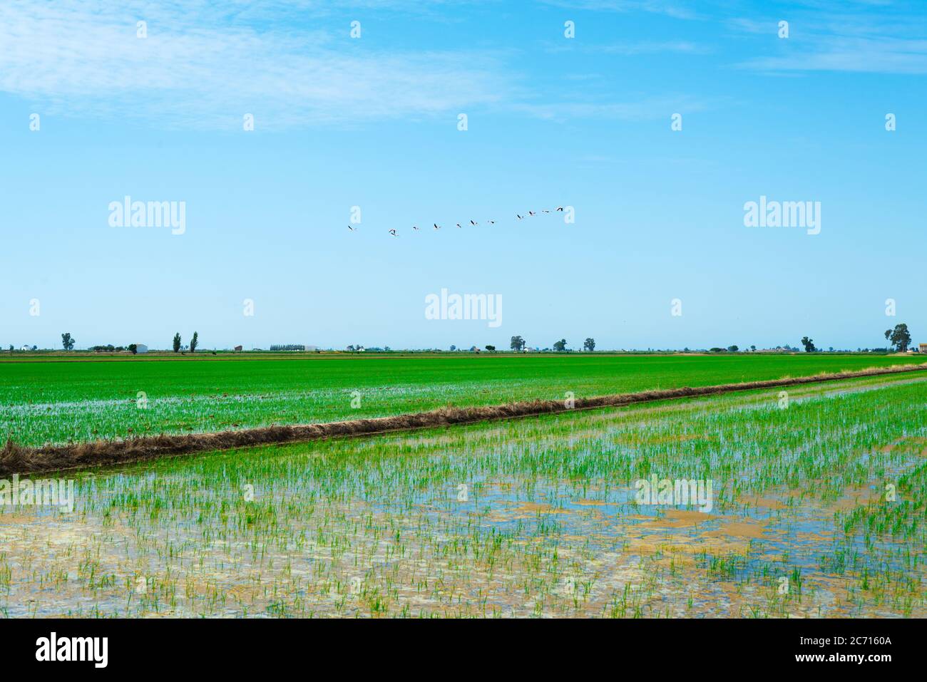 a view of a waterlogged paddy field in the Ebro Delta in Deltebre, Catalonia, Spain, and a flock of endemic pink flamingos flying over it Stock Photo
