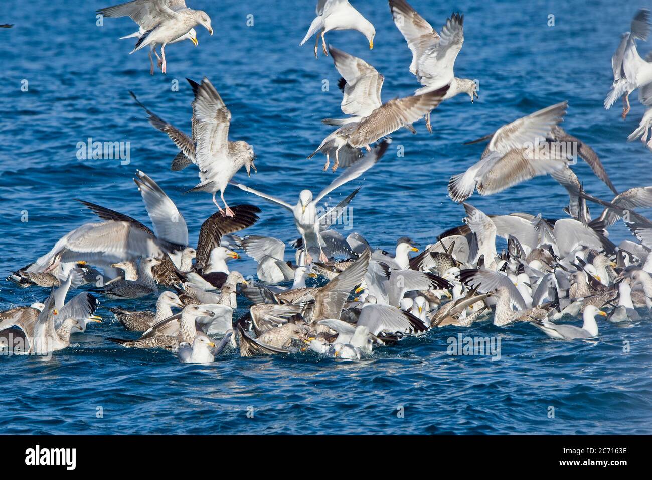 A feeding frenzy of mixed large gulls in Mounts Bay, Cornwall, England, UK. Stock Photo