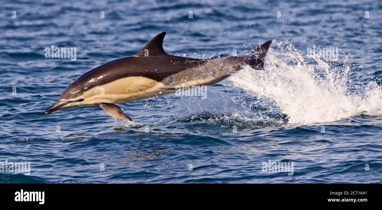 Short-beaked Common Dolphin (Delphinus delphis) adult leaping clear of the sea in Mounts Bay, Cornwall, England, UK. Stock Photo