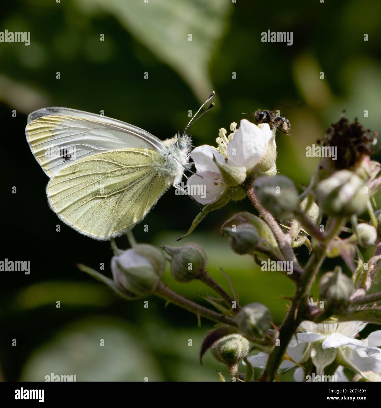 Large White (Pieris brassicae) Butterfly feeding on a Blackberry flower Stock Photo