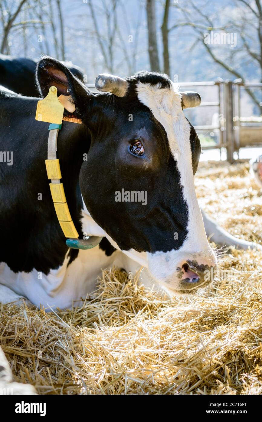 Cow lying down hi-res stock photography and images - Alamy