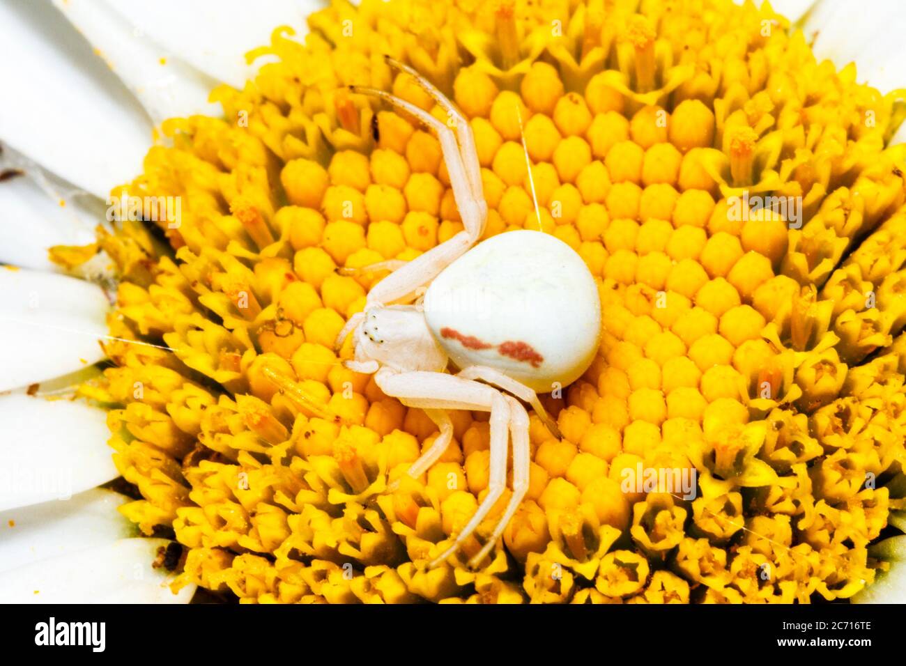 UK weather.A crab spider nestles itself into a Daisy flower this morning on a sunny day in East Sussex, UK.   Credit: Ed Brown/Alamy Live News Stock Photo