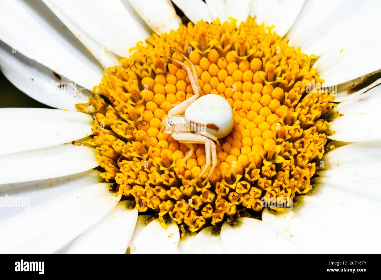 UK weather.A crab spider nestles itself into a Daisy flower this morning on a sunny day in East Sussex, UK.   Credit: Ed Brown/Alamy Live News Stock Photo