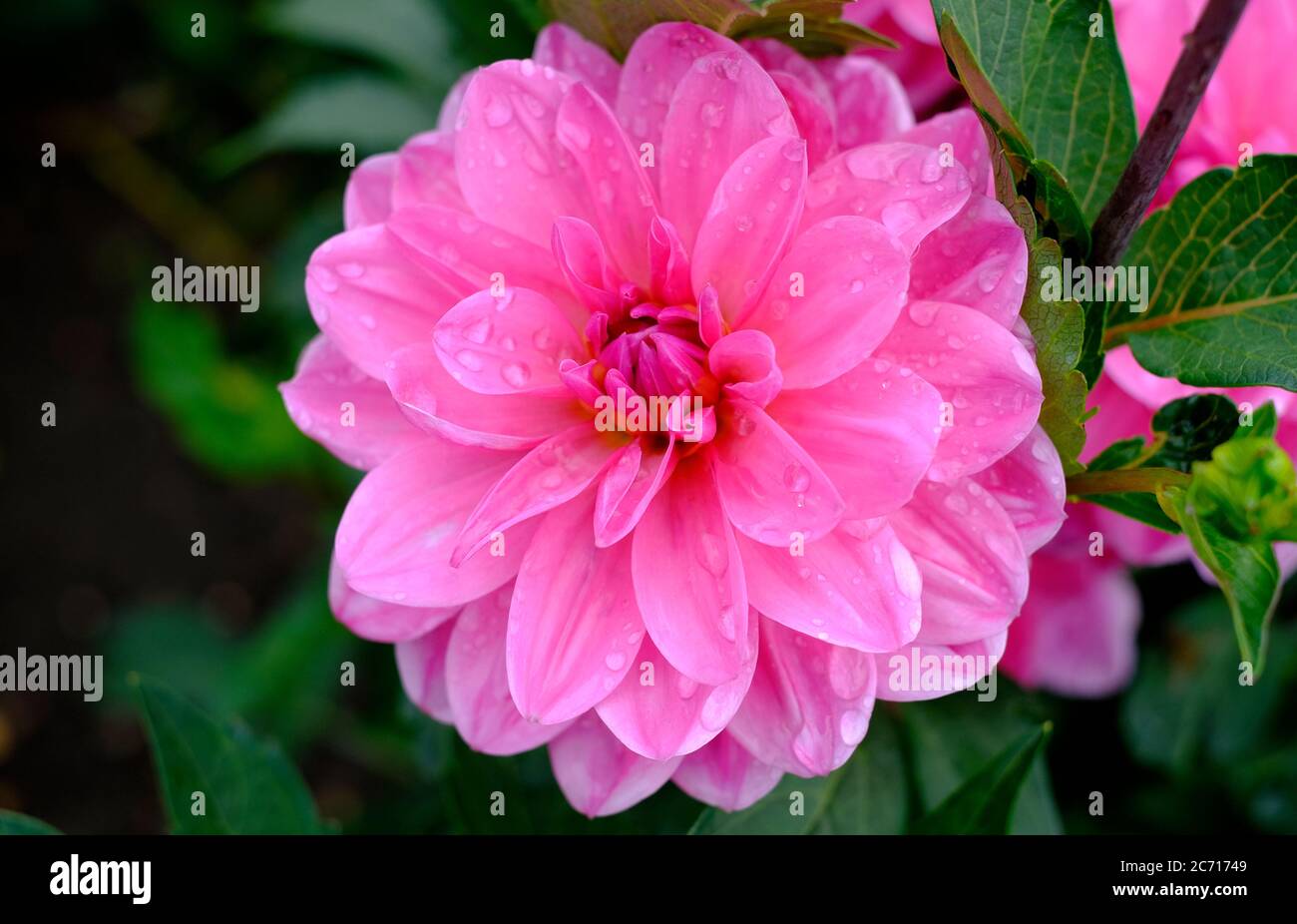 flowering pink dahlia pinnata flower in english garden, norfolk, england Stock Photo