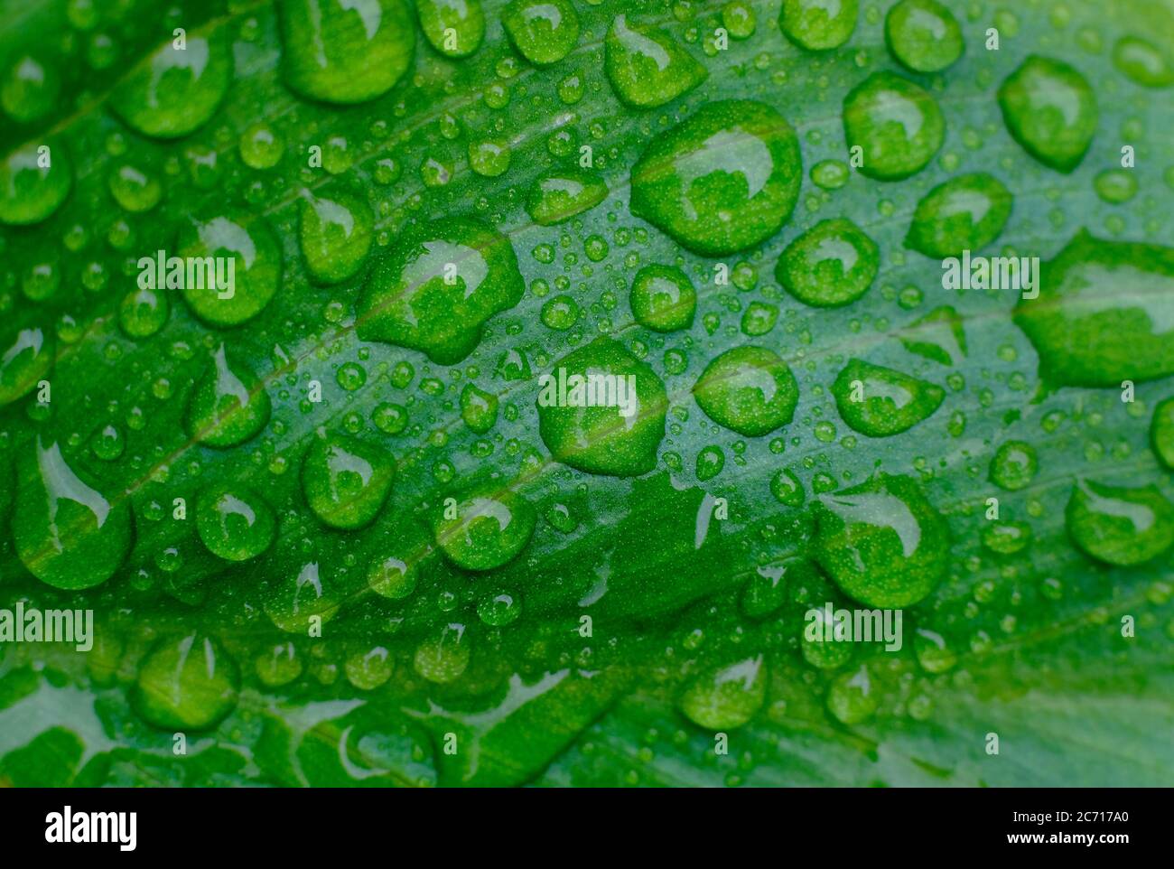 rain water droplets on green lily leaf Stock Photo