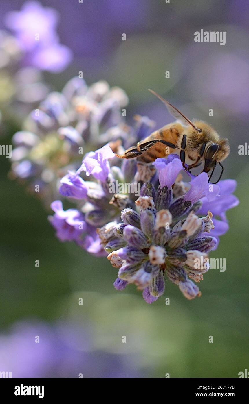 Close-up of bee on lavender flower Stock Photo