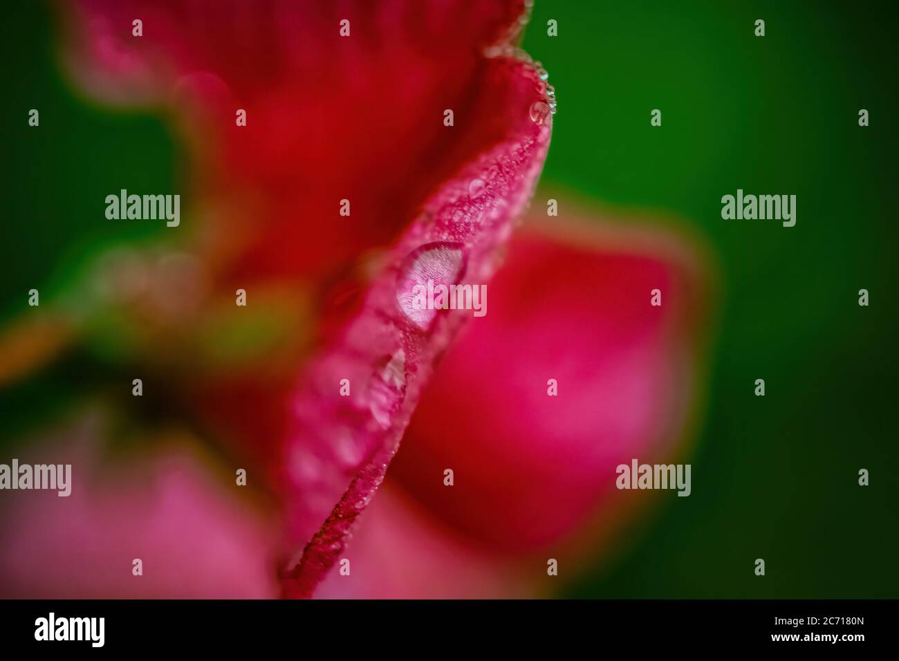 Macro photos Stock Photo Alamy