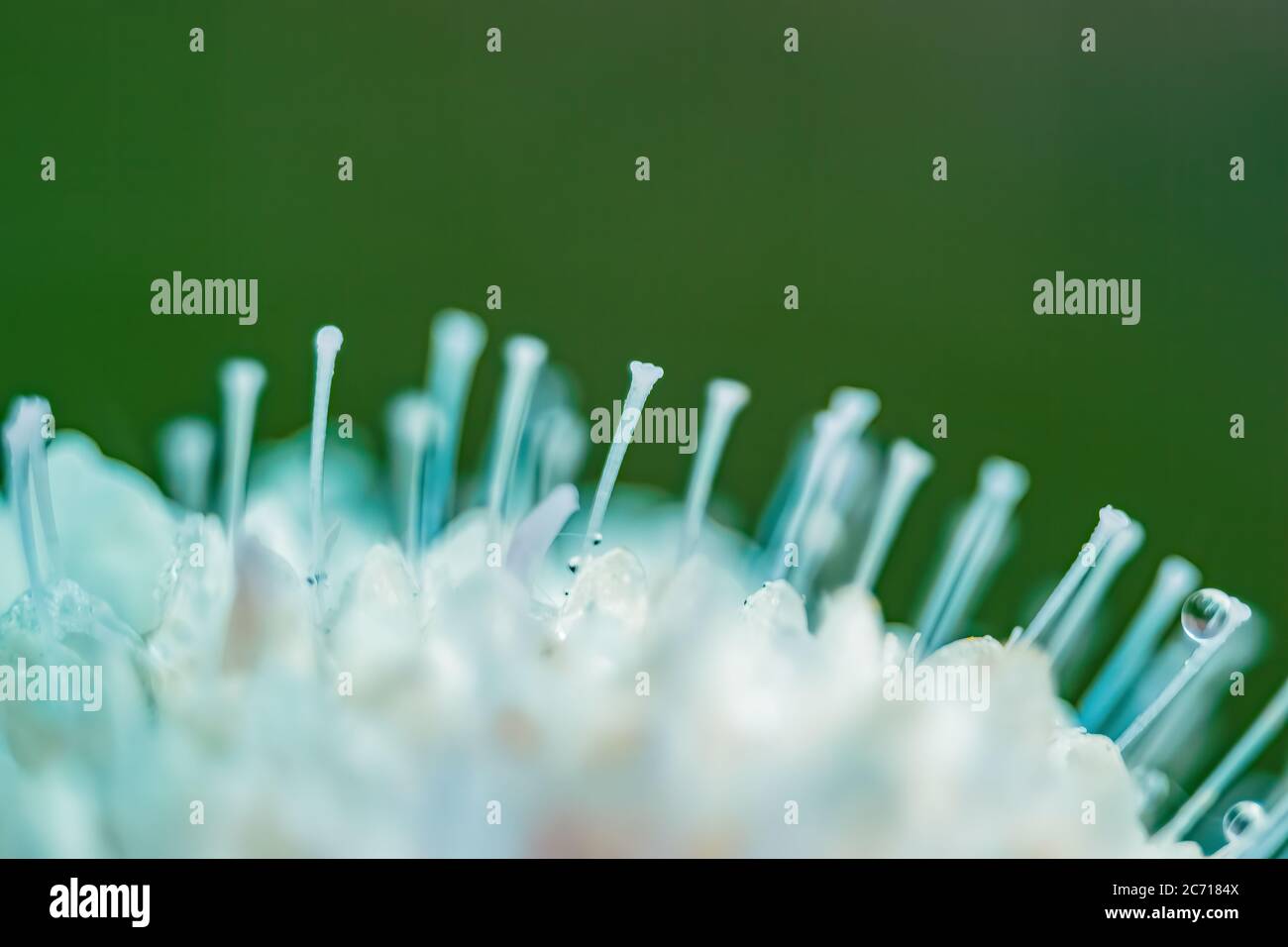 Macro photos Stock Photo Alamy