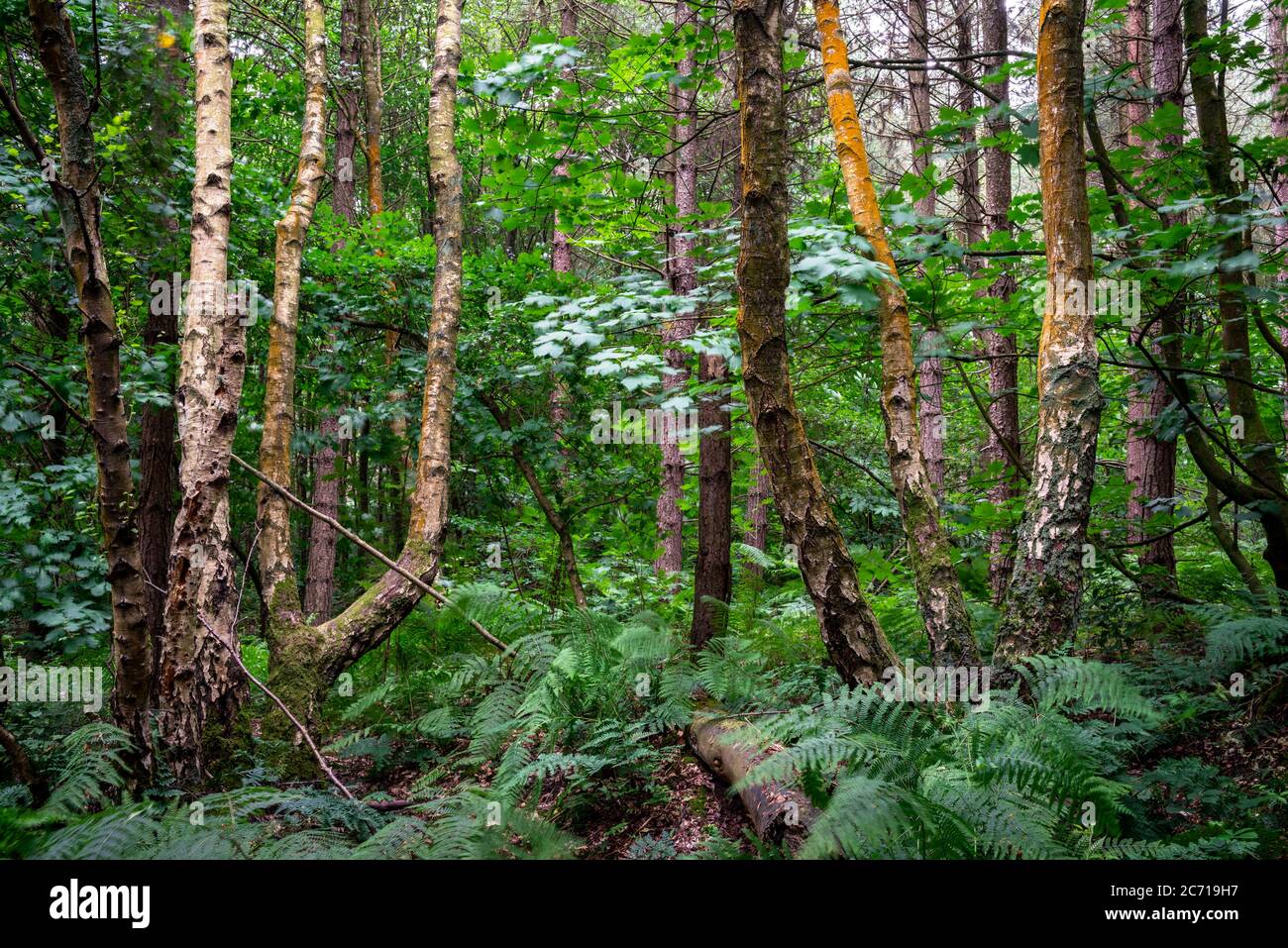 Birch and beech trees in summer woodland,Blidworth Woods,Nottinghamshire,England,UK Stock Photo