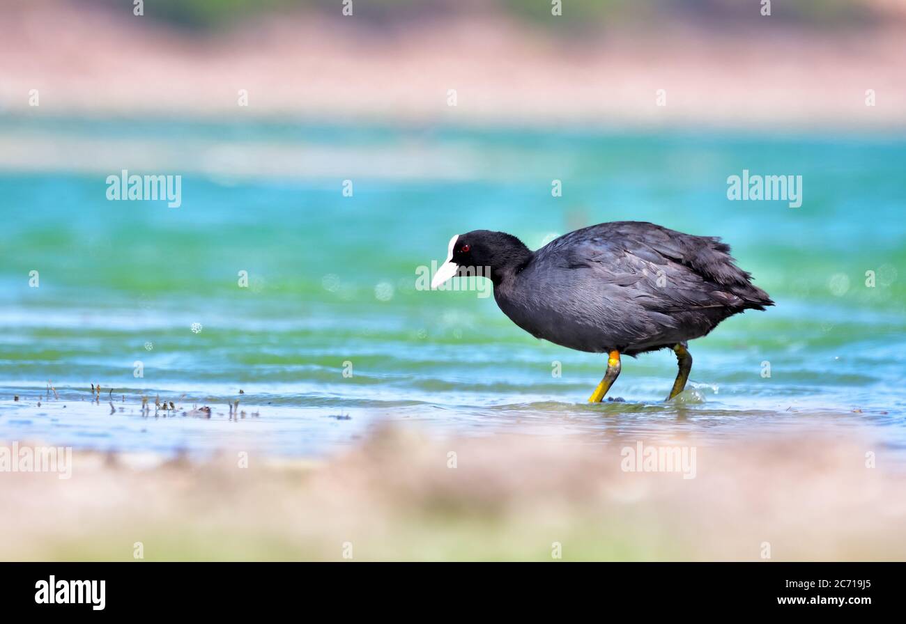 The Eurasian coot, also known as the common coot, or Australian coot, is a member of the rail and crake bird family, the Rallidae. Stock Photo
