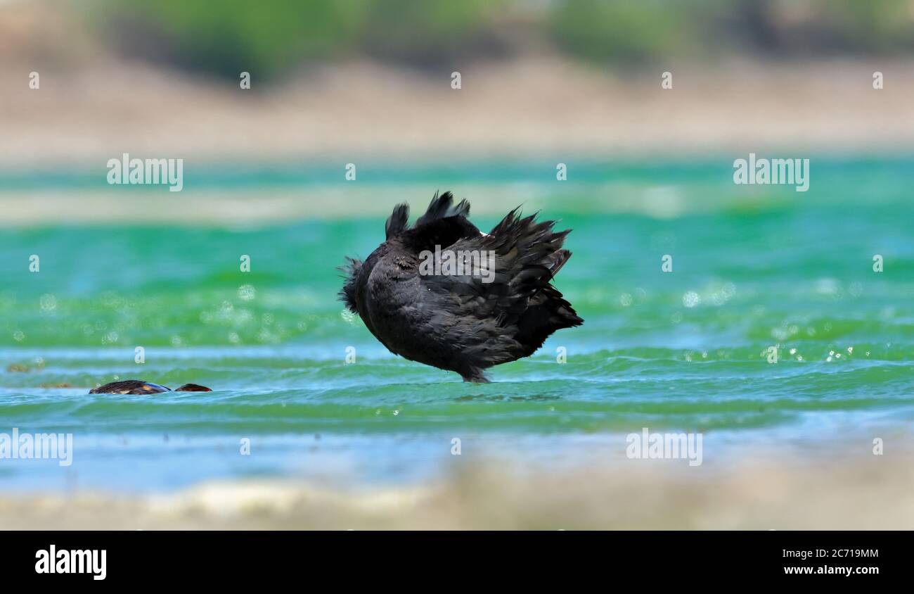 The Eurasian coot, also known as the common coot, or Australian coot, is a member of the rail and crake bird family, the Rallidae. Stock Photo
