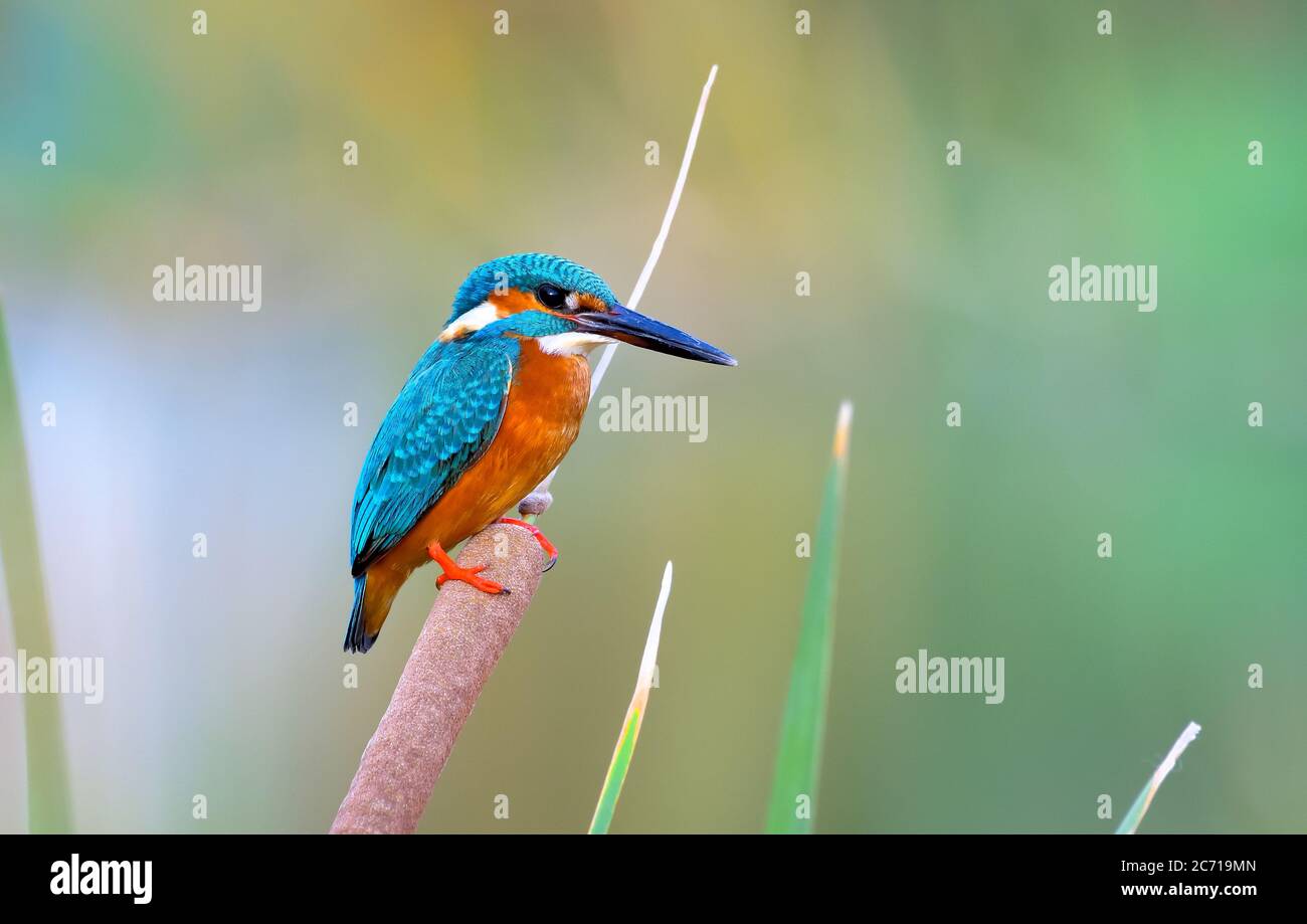 The common kingfisher, also known as the Eurasian kingfisher and river ...