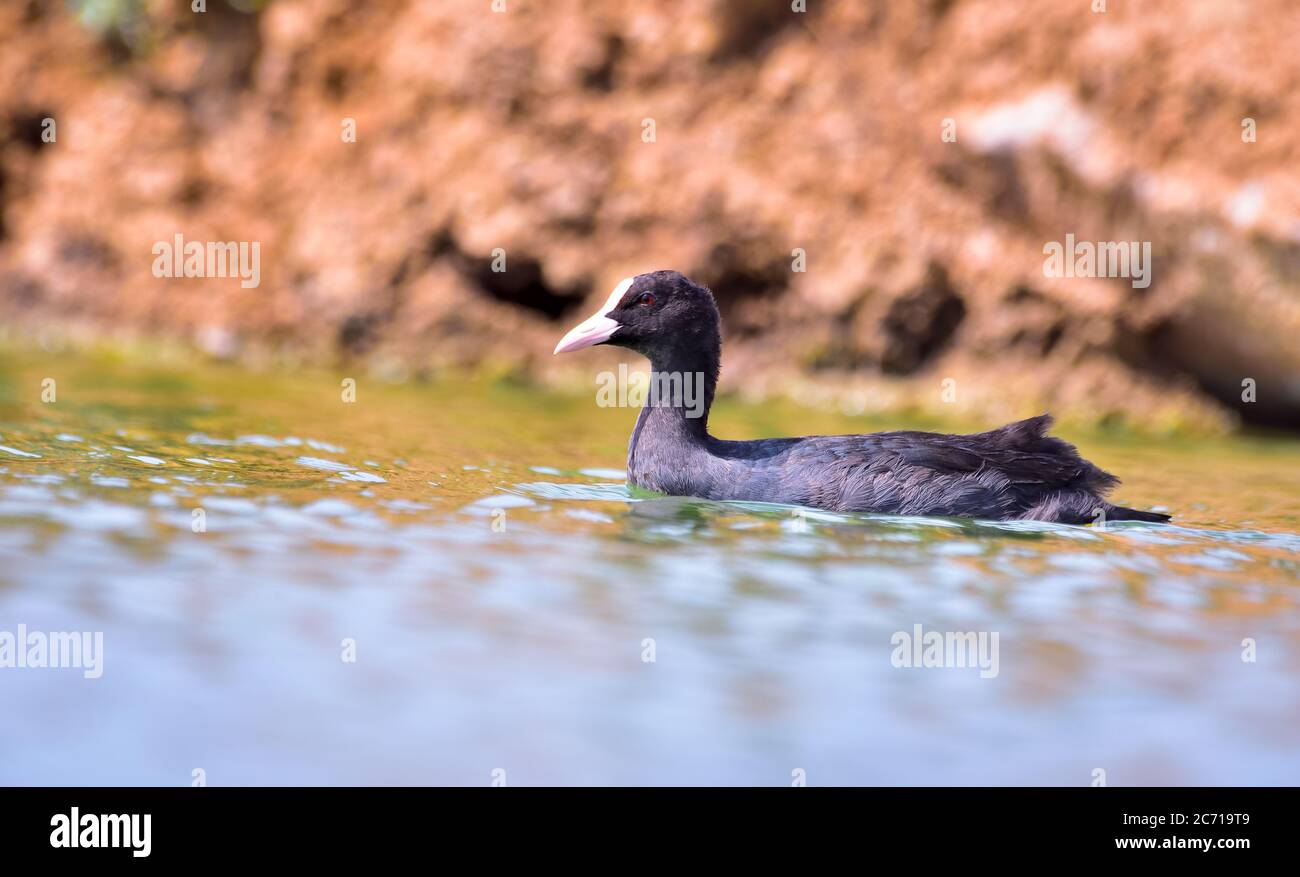 The Eurasian coot, also known as the common coot, or Australian coot, is a member of the rail and crake bird family, the Rallidae. Stock Photo