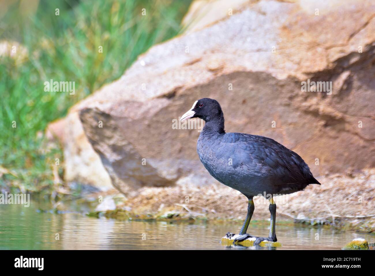 The Eurasian coot, also known as the common coot, or Australian coot, is a  member of the rail and crake bird family, the Rallidae Stock Photo - Alamy