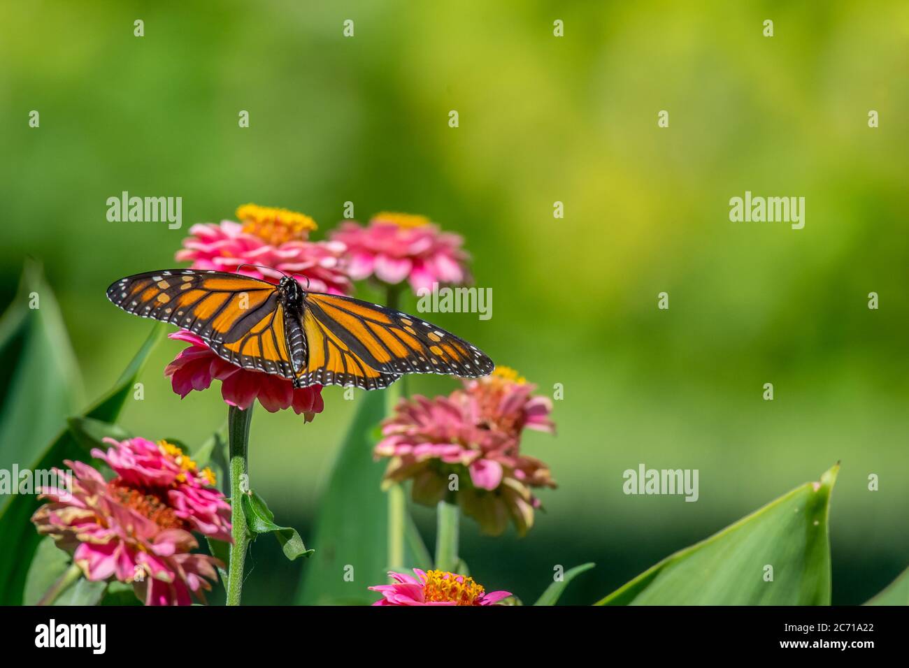 Closeup macro of a beautiful bright orange and black monarch butterfly feeding on a patch of brilliant pink zinnia flower blooms in a garden. Stock Photo