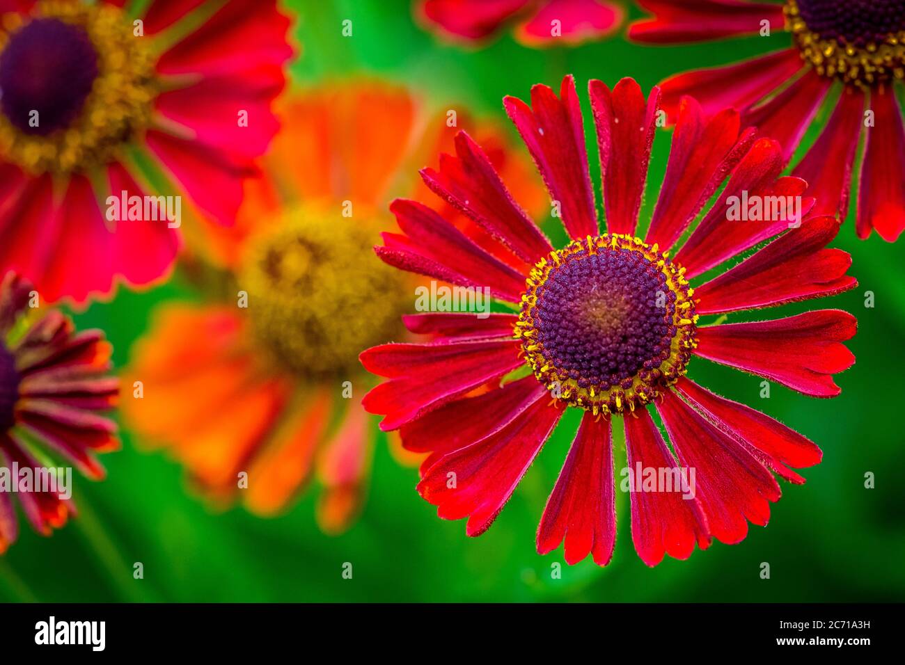 Closeup macro shot of the intricate details of some beautiful red Helenium flower blooms growing in the garden. Stock Photo