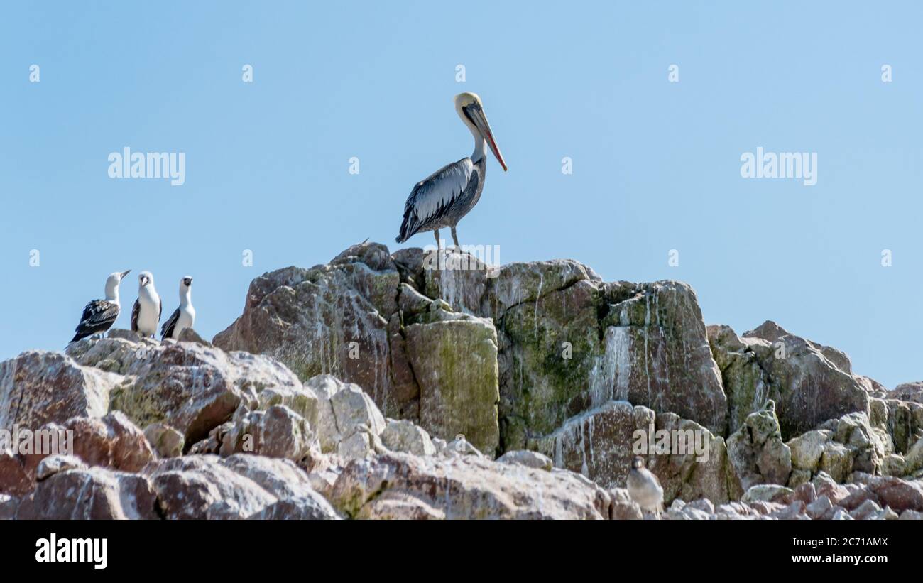 Pelicans in Paracas National Park in Ica, Peru Stock Photo Alamy