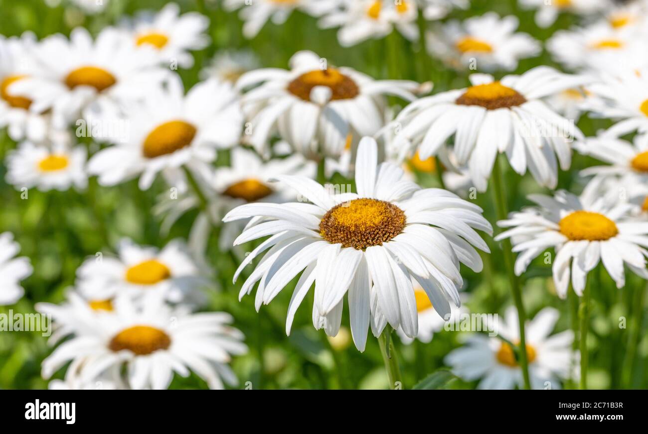 Many white shasta daisies with yellow centers blooming in field, with focus on foreground on sunny day Stock Photo