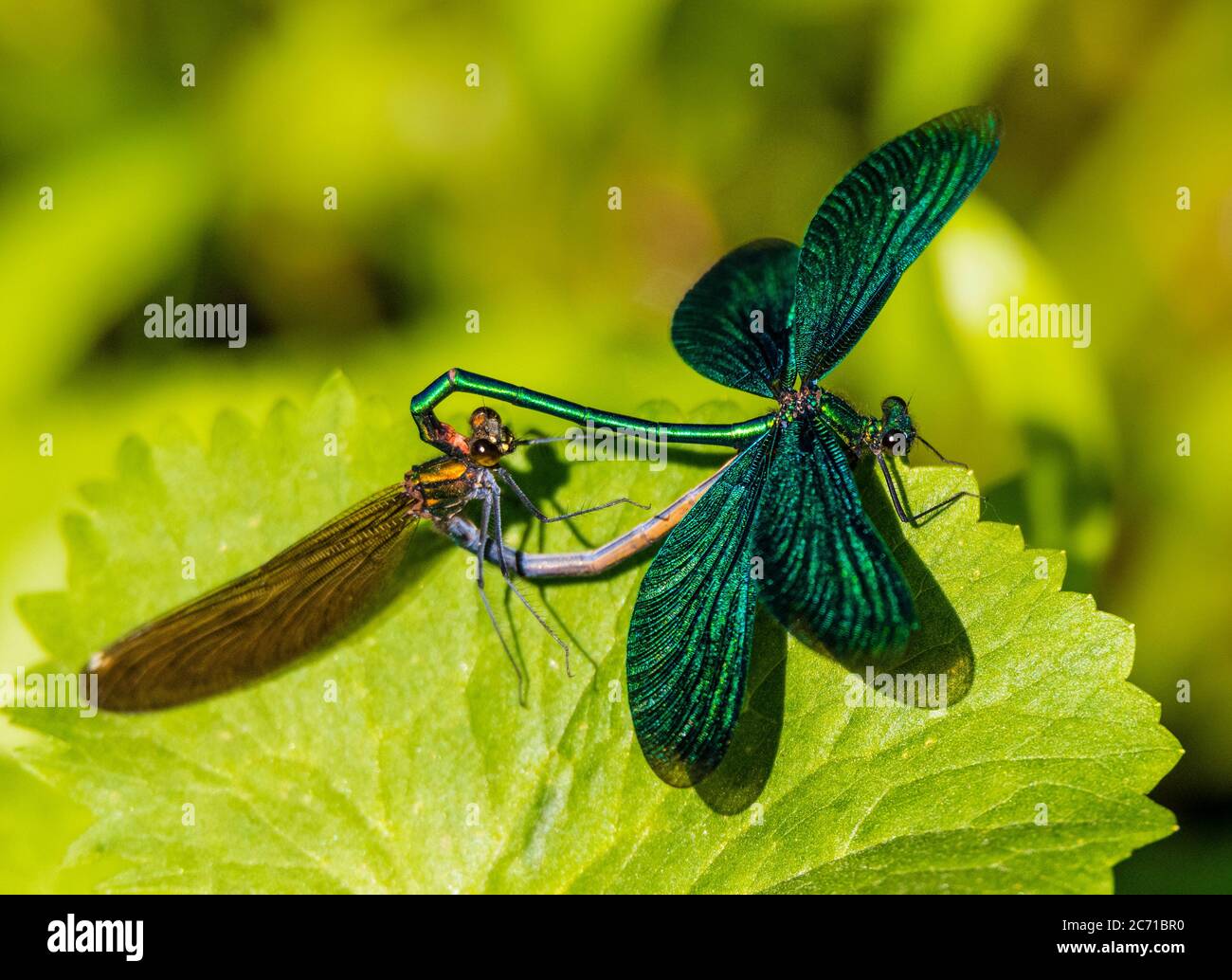 Dragonfly-mating Stock Photo