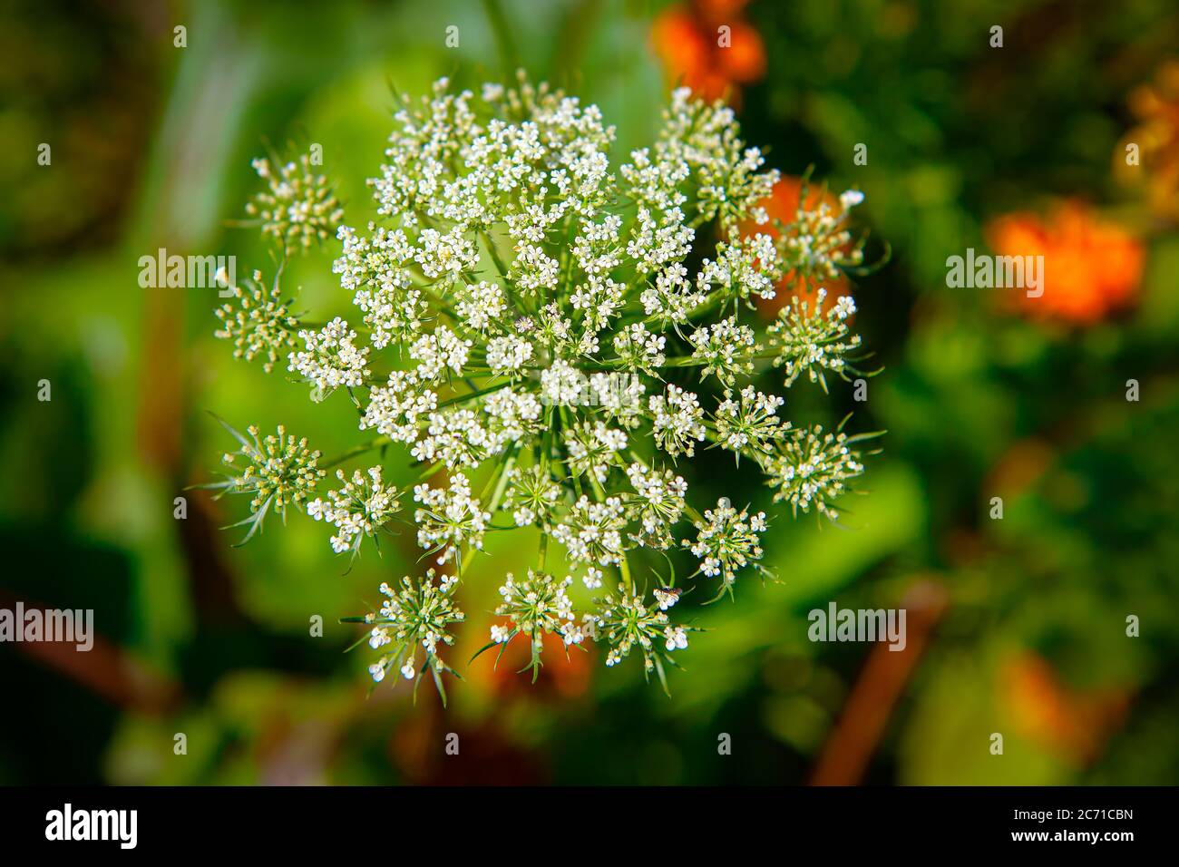 Flowering dill growing in the garden . Herb of the celery family