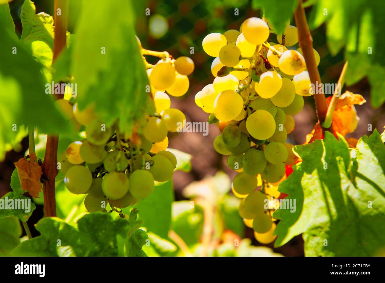 Grapes ready to harvest . Vine with sweet fruits Stock Photo