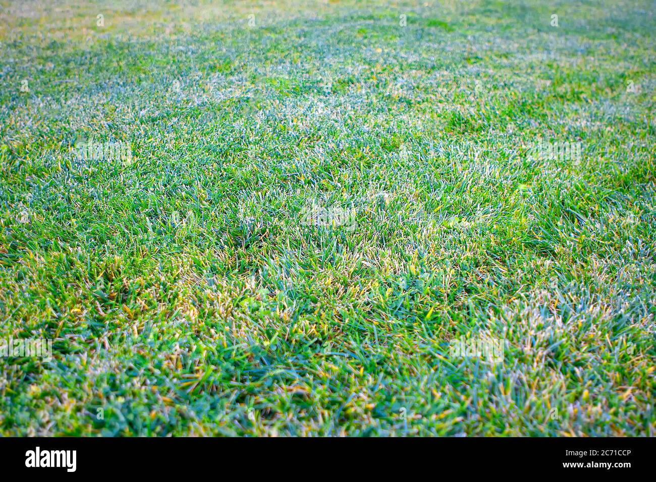 the first frosts on the ground in autumn Stock Photo Alamy