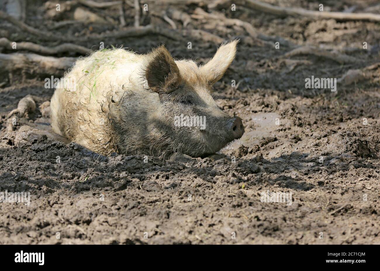 funny pig sit in mud on farm Stock Photo - Alamy funny pig sit in mud on farm Stock Photo - Alamy