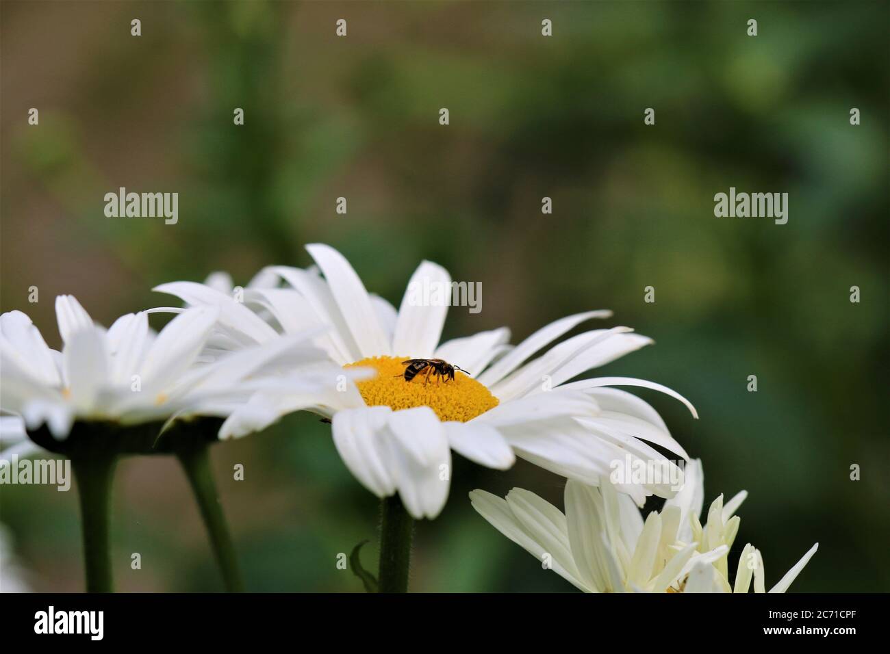 Insect collects pollen on a white daisy Stock Photo Alamy