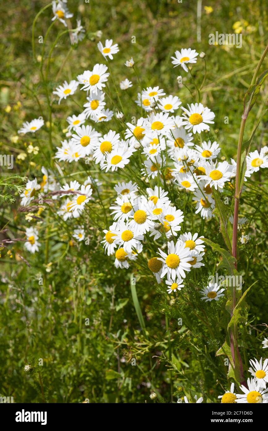 Scentless Mayweed Tripleurospermum inodorum flowers Stock Photo Alamy