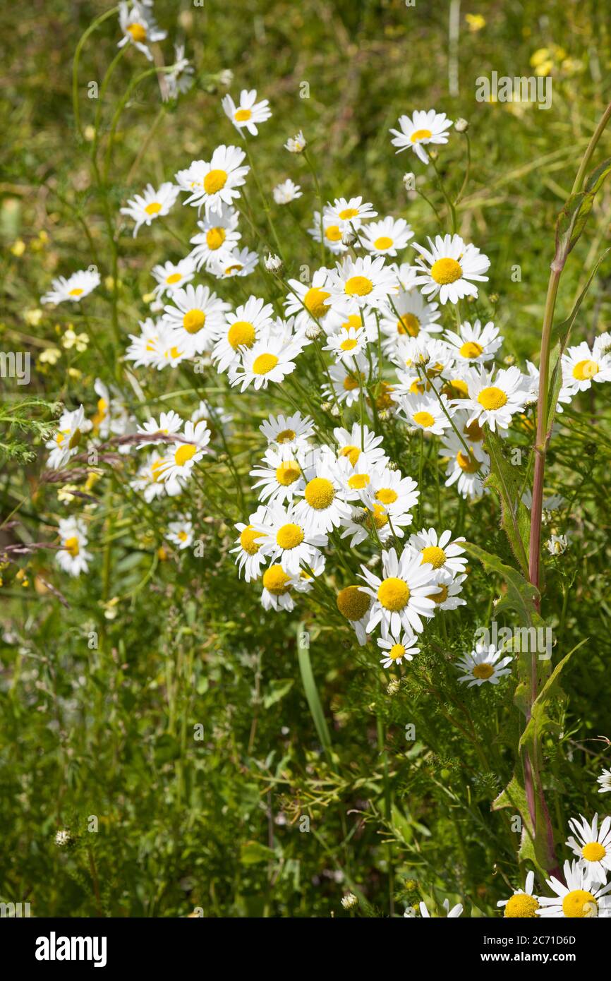 Scentless Mayweed - Tripleurospermum inodorum - flowers Stock Photo