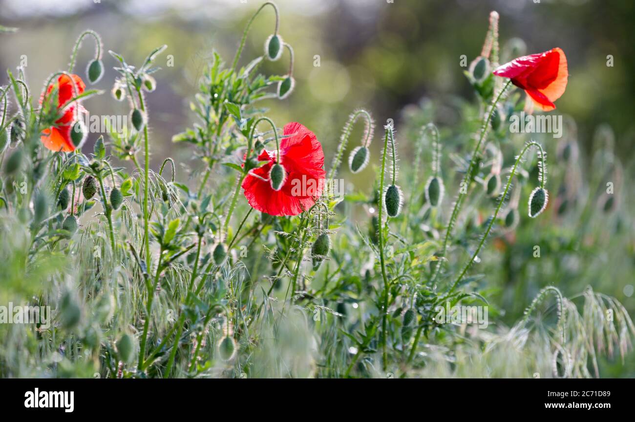 summer flower meadow - red poppyes Stock Photo - Alamy