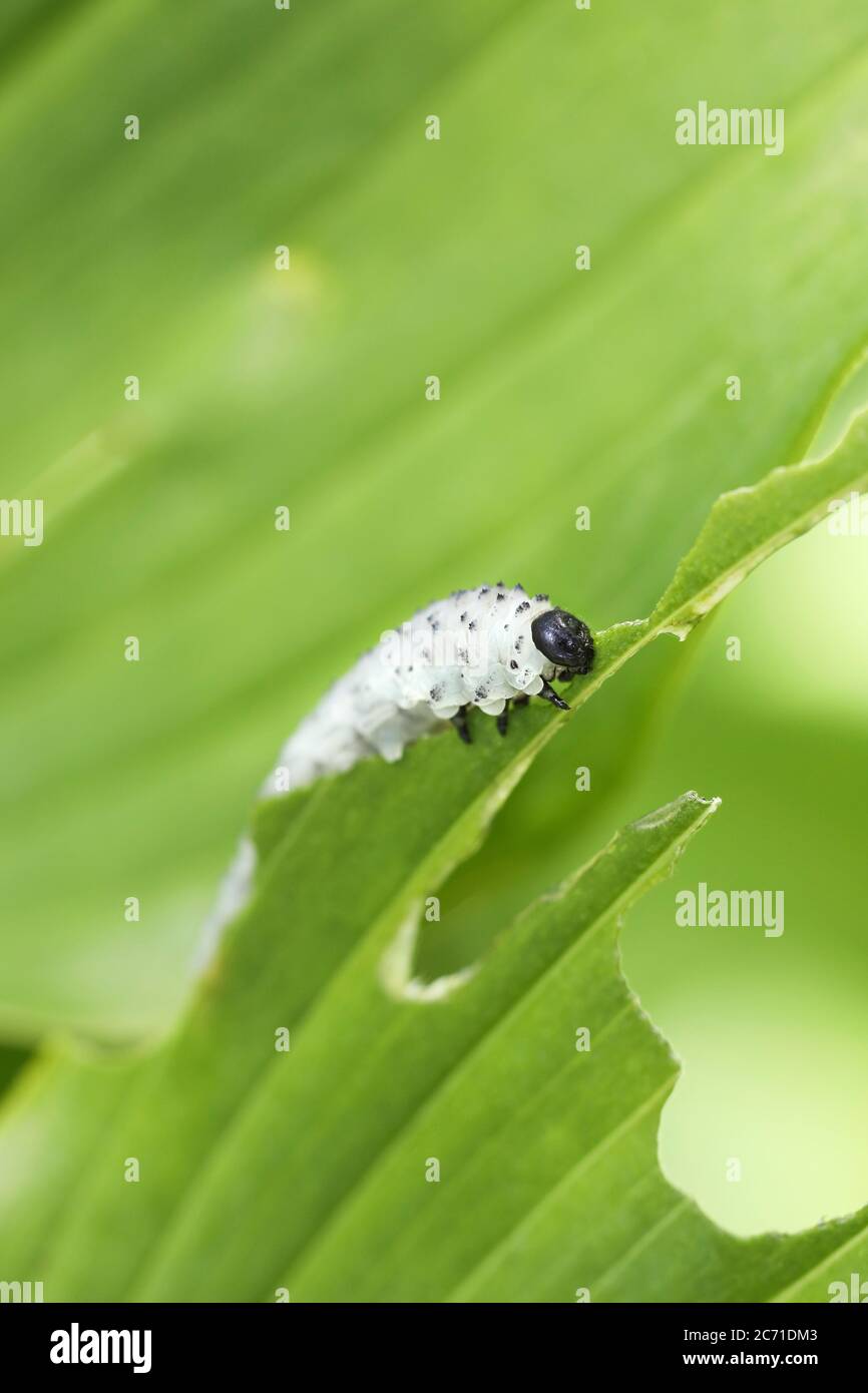 Solomon's Seal Sawfly Larvae phymatocera aterrima Feeding on the Leaves of the Solomon's Seal Plant, UK Stock Photo