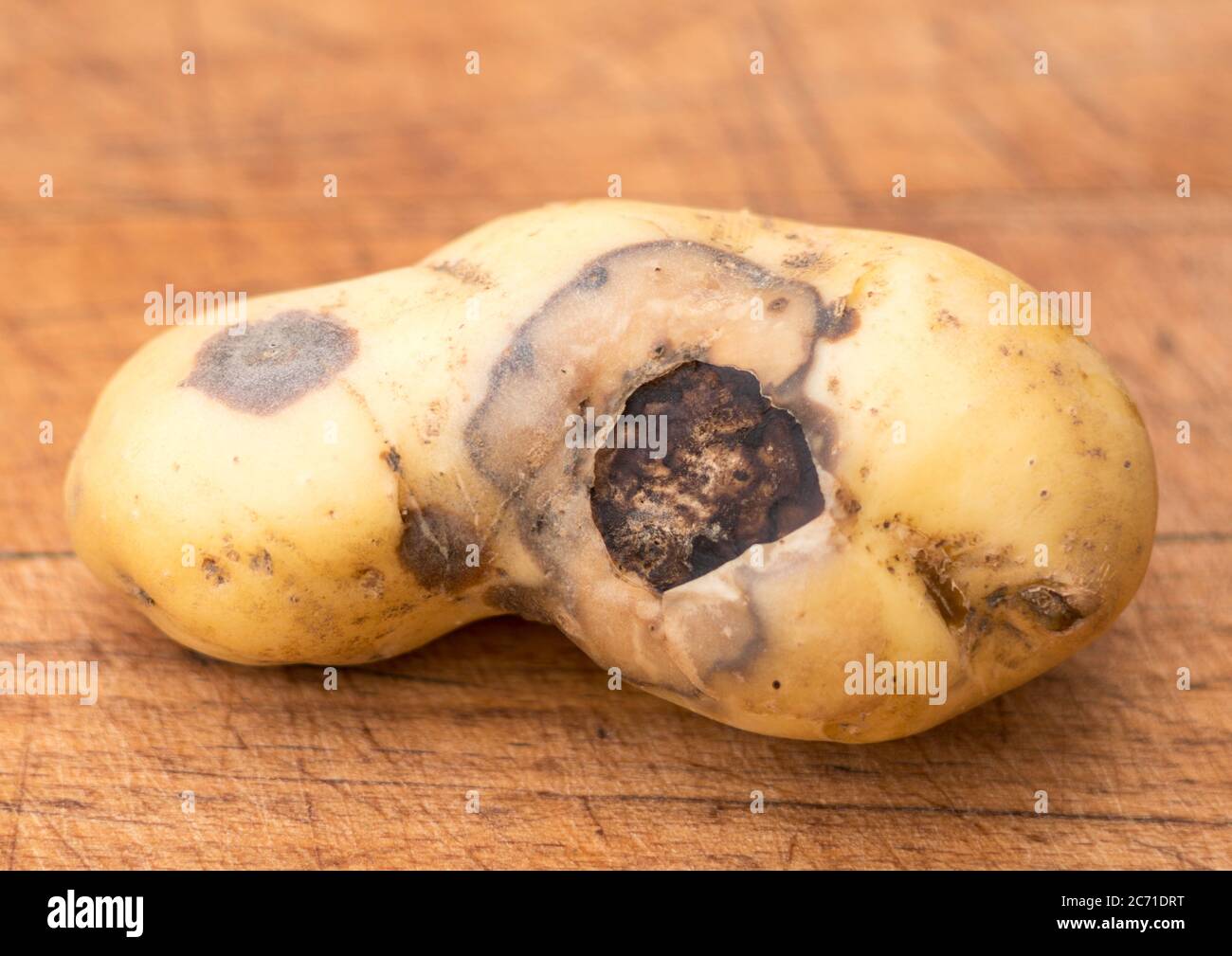 A potato tuber, variety Charlotte,  showing damage due to fungal disease, possibly gangrene. Stock Photo