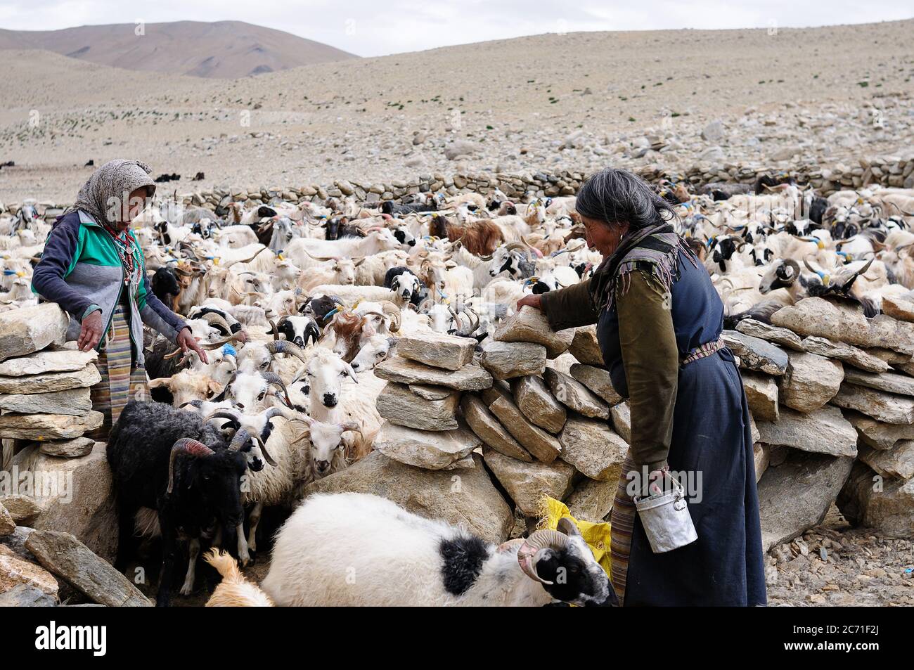 TSO MORIRI, INDIA - JULY 06 women from the tribe Changp during morning works by goats, Ladakh, Leh District on Juli 06, 2017 Stock Photo