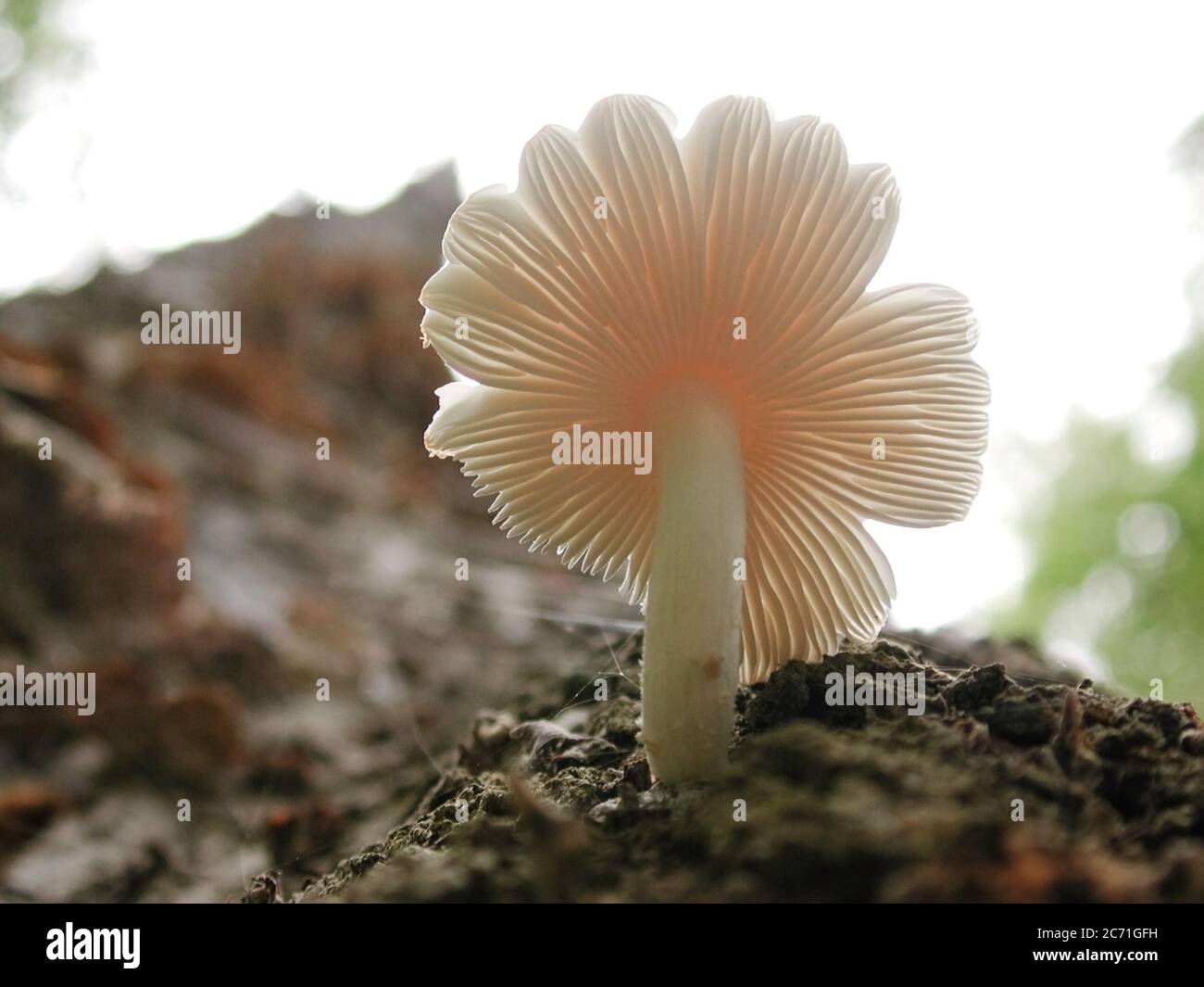 Mushrooms are a form of fungi found in natural settings around the world. This one is found in a