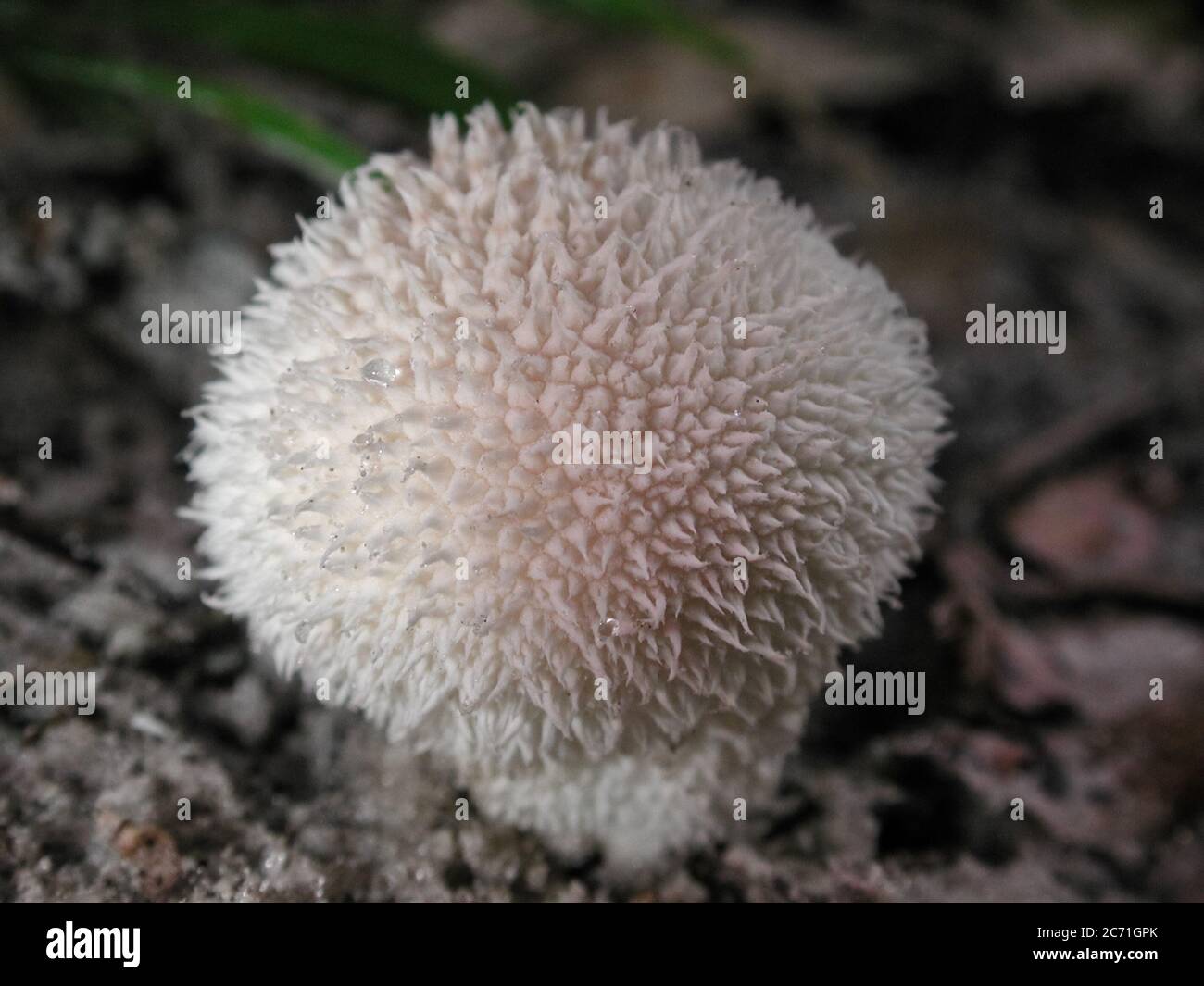 A form of fungi found in natural settings around the world.  This one is found in a forested area of North Central Florida. Stock Photo