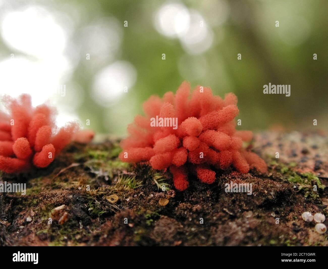 A form of fungi found in natural settings around the world.  This one is found in a forested area of North Central Florida. Stock Photo
